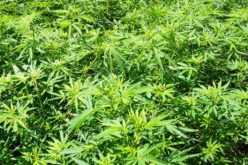 Modoc and Lassen County Authorities Eradicate Illegal Cannabis Operations in Joint Enforcement Effort