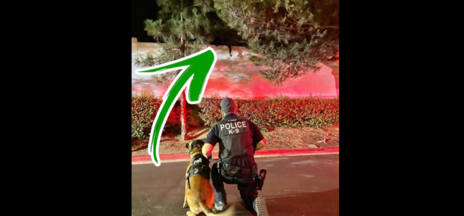 K9 Raico Helps Police Catch Burglary Suspects