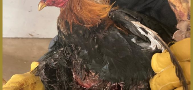 Large-scale bird fighting ring discovered in S. Sac