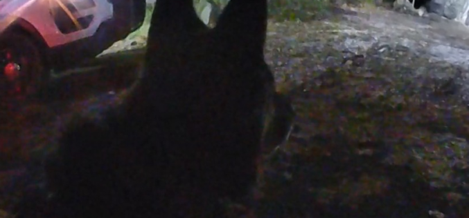 Deputy Foils Burglary in Progress in Nevada City, Two Suspects Arrested