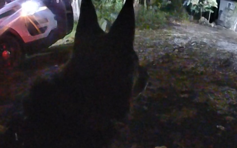 Deputy Foils Burglary in Progress in Nevada City, Two Suspects Arrested