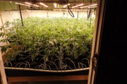 Traffic Stop Reportedly Leads to Discovery of Illegal Indoor Cannabis Grow Operation in Calaveras County
