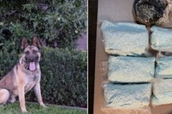 Modesto Police K-9 Assists in Major Narcotics Seizure