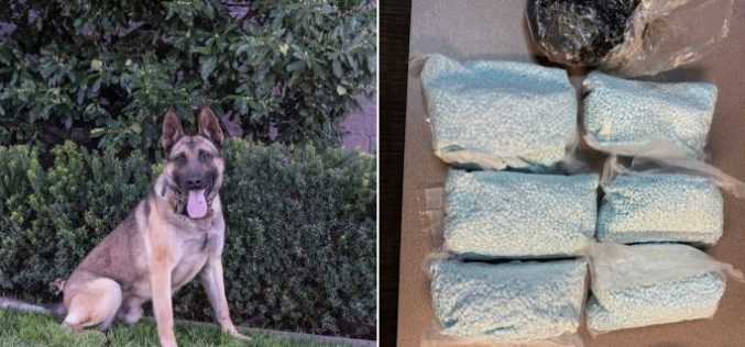 Modesto Police K-9 Assists in Major Narcotics Seizure
