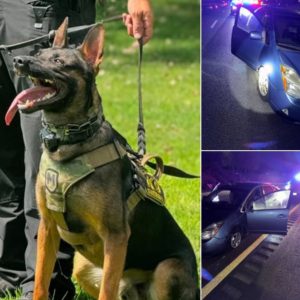 K9 Officer Dave & Arrest Scene Images - Courtesy of SCSO