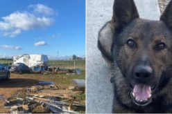 Three Probation Offenders Arrested in Tehama County Narcotics and Firearms Investigation