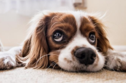 Sheriff’s Office Investigates Dog’s Death in Pioneer, Seeks Information