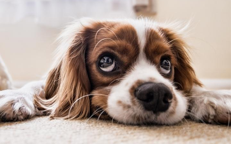 Sheriff’s Office Investigates Dog’s Death in Pioneer, Seeks Information