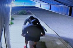 Two Rabbits Reportedly Abandoned Outside Hollister Animal Shelter, Police Investigating