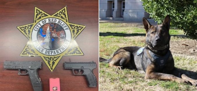 Red Bluff Police Apprehend Fugitive with Help of K-9, Preventing Potential Lethal Encounter