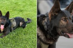 K9 Zidan’s Busy Week Leads to Arrests for Parole Violation and Drug Possession in Amador County