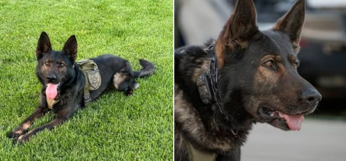K9 Zidan’s Busy Week Leads to Arrests for Parole Violation and Drug Possession in Amador County