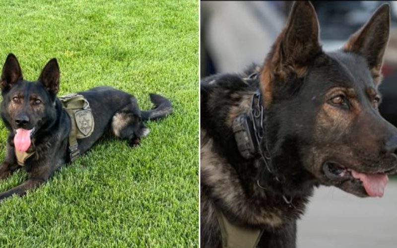 K9 Zidan’s Busy Week Leads to Arrests for Parole Violation and Drug Possession in Amador County