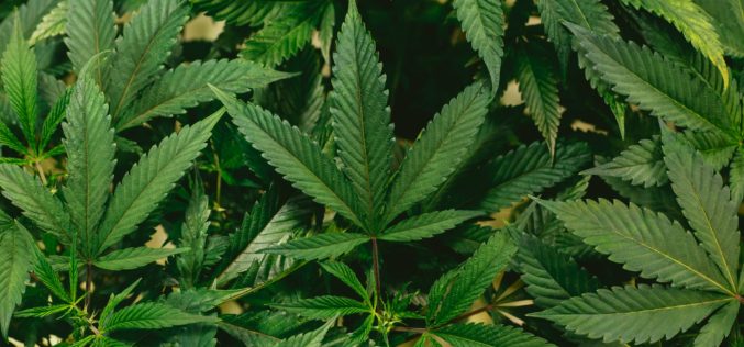 Mendocino County Authorities Discover Illegal Cannabis Cultivation Site After Two People Shot