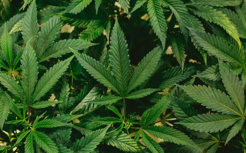 Mendocino County Authorities Discover Illegal Cannabis Cultivation Site After Two People Shot