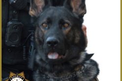 Burglary Turns into Barricade Situation – K-9 Apprehends Suspect