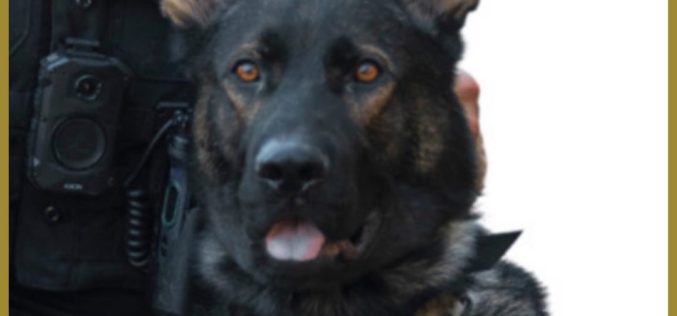 Burglary Turns into Barricade Situation – K-9 Apprehends Suspect