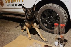 K9-Assisted Narcotics Investigation Leads to Arrests, Firearm Seizure in Grass Valley