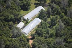 Nevada County Sheriff’s Office Launches Annual Crackdown on Illegal Cannabis Grows, Two Arrested