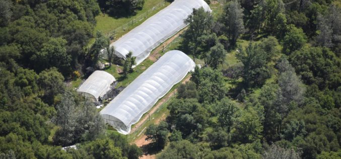 Nevada County Sheriff’s Office Launches Annual Crackdown on Illegal Cannabis Grows, Two Arrested