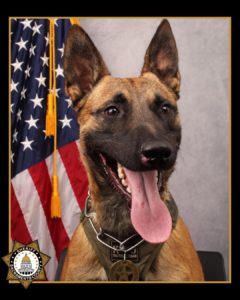 K9 Officer Philbert - Courtesy of SCSO