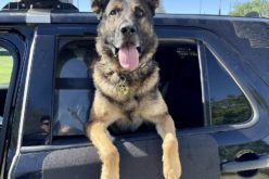 K-9 Officer ends pursuit – Teen Arrested