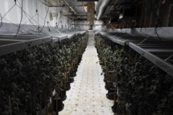 Authorities Reportedly Discover Illegal Cannabis Grow Site in Valley Springs