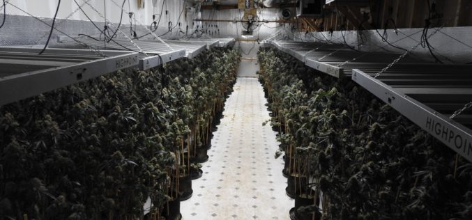 Authorities Reportedly Discover Illegal Cannabis Grow Site in Valley Springs