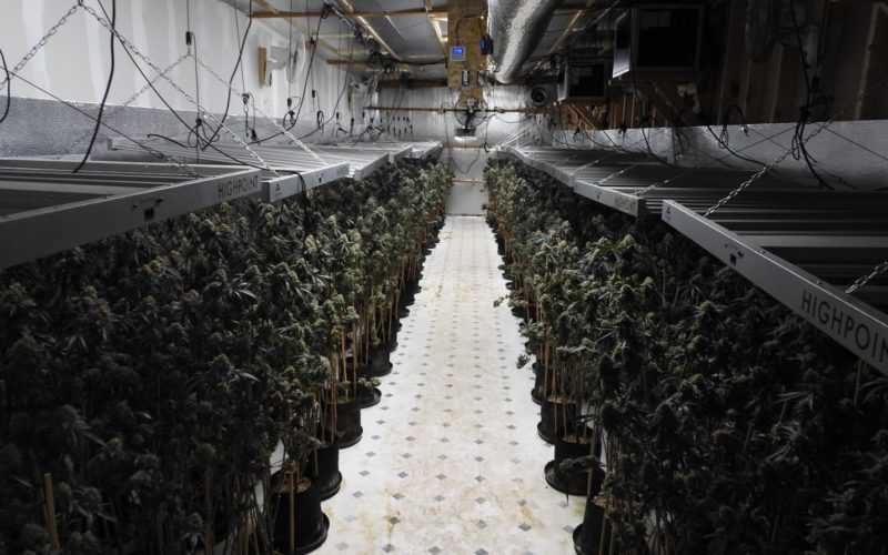 Authorities Reportedly Discover Illegal Cannabis Grow Site in Valley Springs