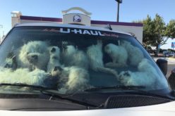 Merced County Authorities Rescue Over 100 Malnourished Cats from U-Haul Truck; Suspect Arrested