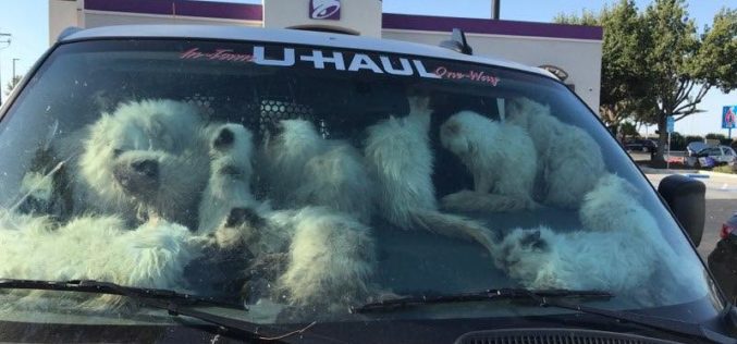 Merced County Authorities Rescue Over 100 Malnourished Cats from U-Haul Truck; Suspect Arrested