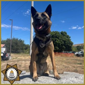 K9 Officer Tito - Courtesy of SCSO