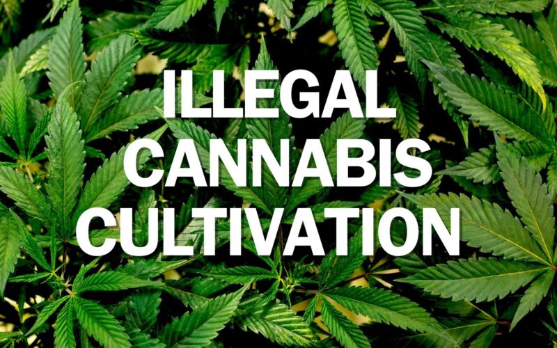 Calaveras County Authorities Carry Out Search Warrant at Illegal Cannabis Grow Site