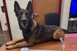 Napa K9 Assists in Seizure of Methamphetamine, Firearm, and Ammunition During Investigation