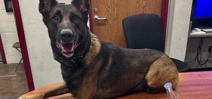 Napa K9 Assists in Seizure of Methamphetamine, Firearm, and Ammunition During Investigation