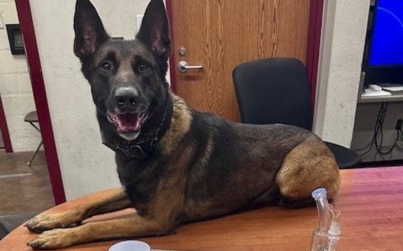 Napa K9 Assists in Seizure of Methamphetamine, Firearm, and Ammunition During Investigation