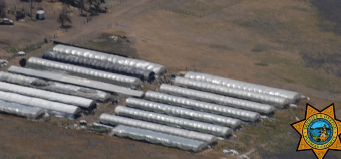 Plumas County Sheriff’s Office Seizes Thousands of Marijuana Plants in Sierra Valley