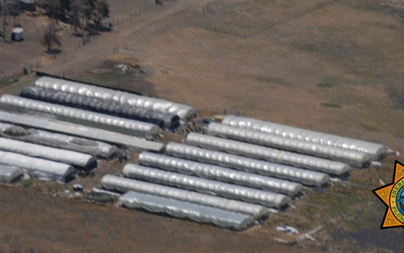 Plumas County Sheriff’s Office Seizes Thousands of Marijuana Plants in Sierra Valley