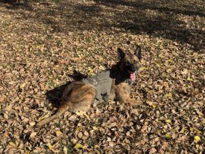 K9 Officer Maverick - Courtesy of BCSO