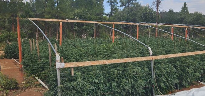 Lassen County Authorities Dismantle Six Illegal Cannabis Cultivation Operations