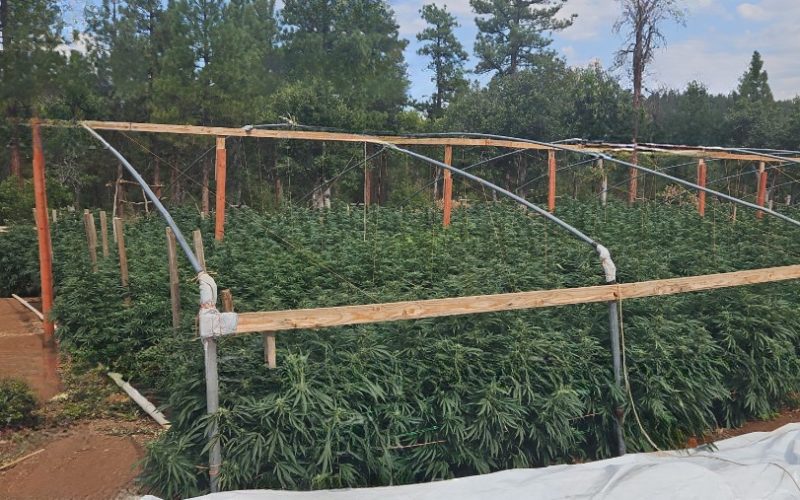 Lassen County Authorities Dismantle Six Illegal Cannabis Cultivation Operations