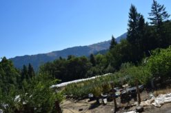 Humboldt County Authorities Dismantle Three Illegal Cannabis Sites, Seize Hundreds of Pounds of Cannabis