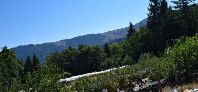 Humboldt County Authorities Dismantle Three Illegal Cannabis Sites, Seize Hundreds of Pounds of Cannabis