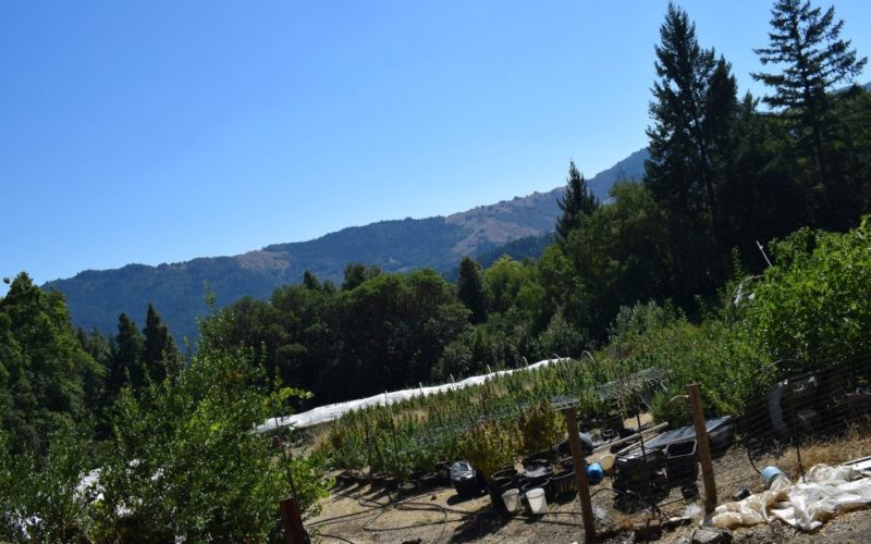 Humboldt County Authorities Dismantle Three Illegal Cannabis Sites, Seize Hundreds of Pounds of Cannabis