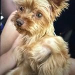 Images Courtesy of Palm Springs PD