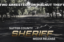 Traffic Stop Leads to Arrest of Two Marysville Residents for Walnut Theft in Sutter County