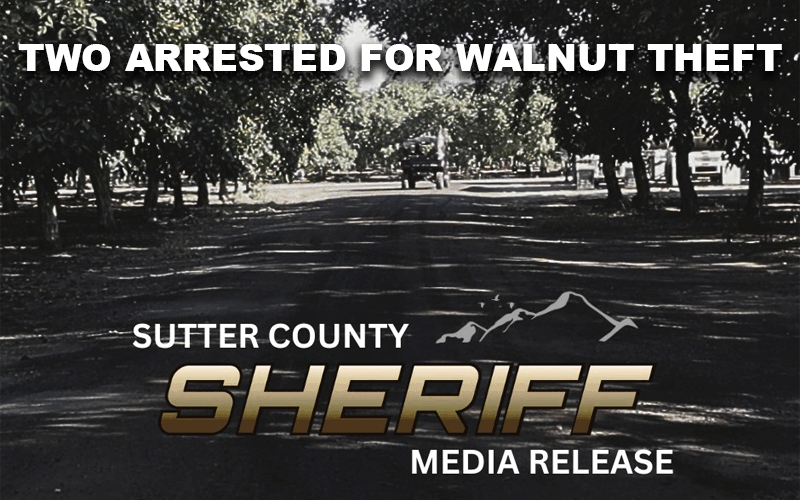Traffic Stop Leads to Arrest of Two Marysville Residents for Walnut Theft in Sutter County