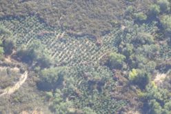 Authorities Eradicate Illegal Cannabis Grow on Public Land in Valley Springs