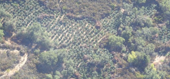 Authorities Eradicate Illegal Cannabis Grow on Public Land in Valley Springs