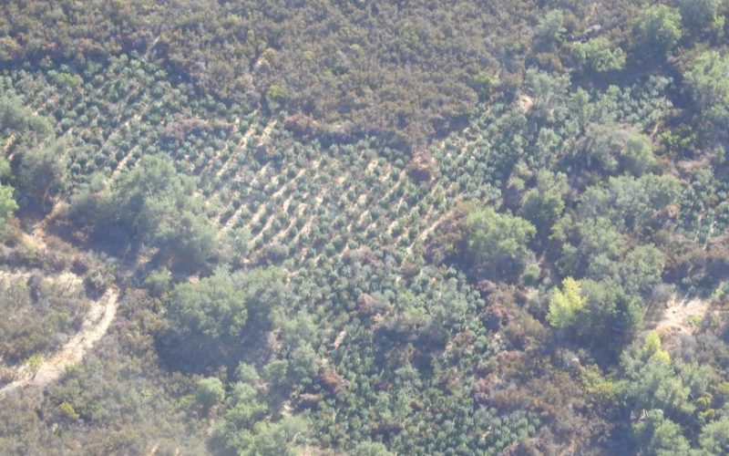 Authorities Eradicate Illegal Cannabis Grow on Public Land in Valley Springs